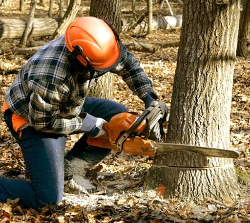 Tree Removal in Honey Grove, TX